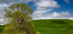 Hills in the Palouse Washington State