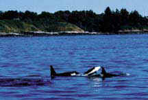 Whale watching in the San Juan Islands