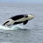 Orca whales in the islands of Washington State