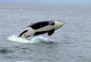 Orca whales in the islands of Washington State