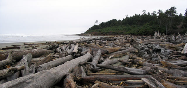 Washington State Coastline Driftwood