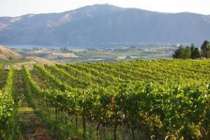 Atam Winery vineyards overlooking Lake Chelan