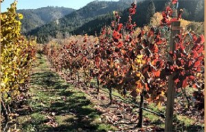 Vineyard at Eagle Creek Winery in Leavenworth