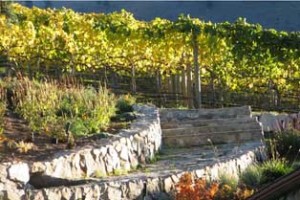 Tunnel Hill Winery Vineyard