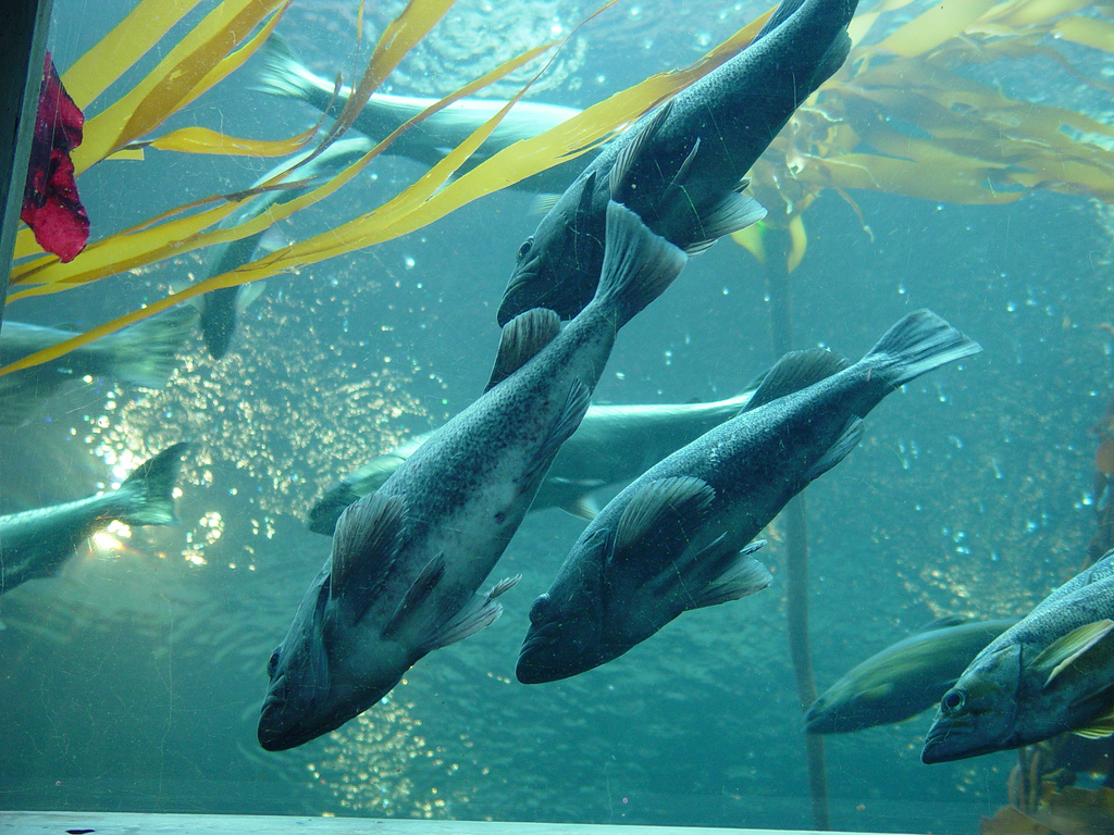 Salmon at the underwater dome at The Seattle Aquarium Author: merelymel