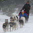 dog sledding