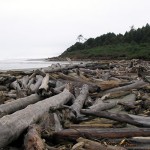 Washington State Coastline Driftwood