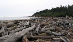 Washington State Coastline Driftwood